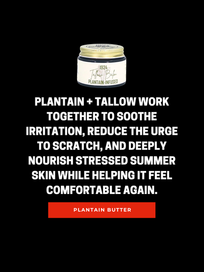 Plantain Tallow Balm